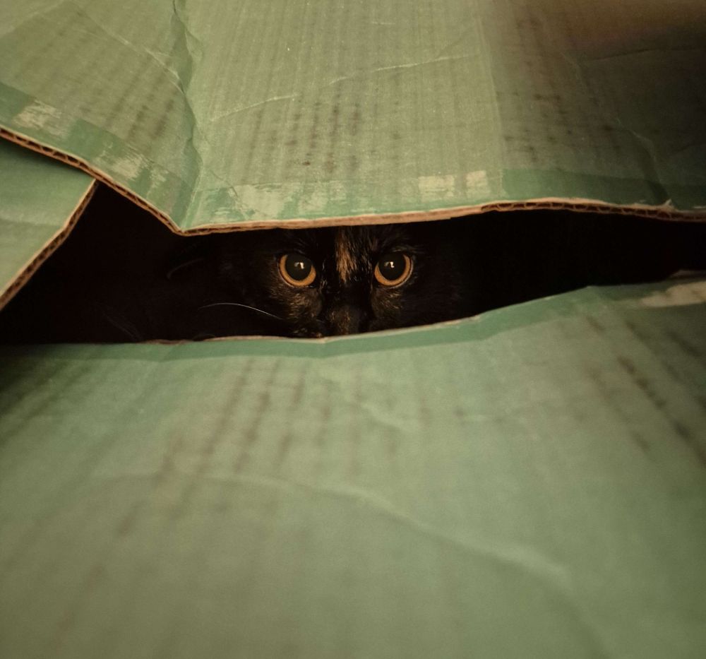 cat in box