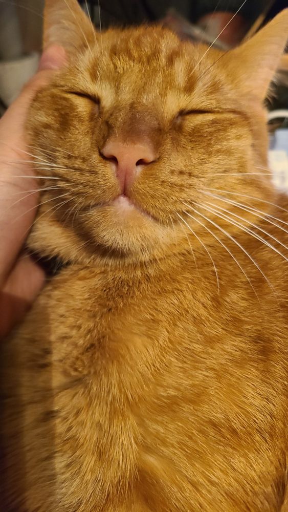 sleepy orange cat