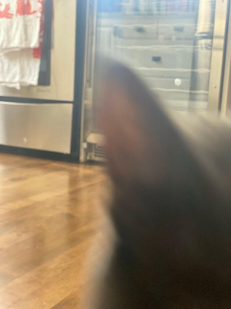 extreme close up of a grey cat’s ear that is out of focus. This cat’s name is Paul.