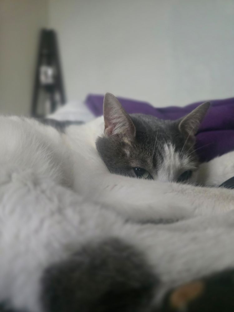 Cat doing fallen angel pose