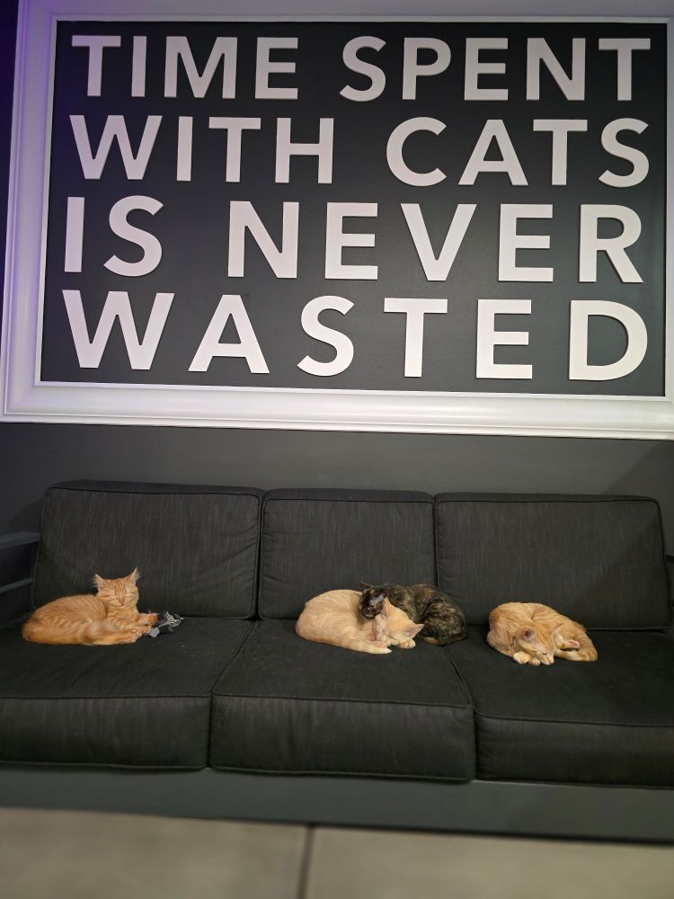 A poster above a couch of kittens reads TIME SPENT WITH CATS IS NEVER WASTED