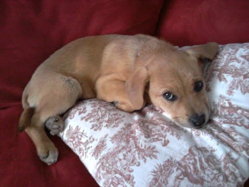 Ruclaire as a puppy.