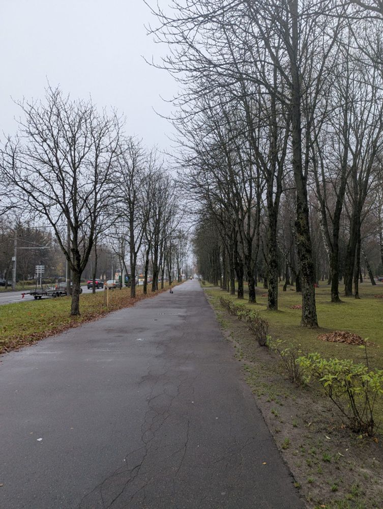 Тратуар, паабапал голыя дрэвы, уверсе шэрае неба