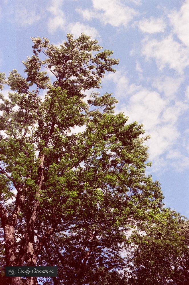 Photographie d’un arbre majestueux avec en fond un ciel bleu et quelques nuages par Cindy Cinnamon