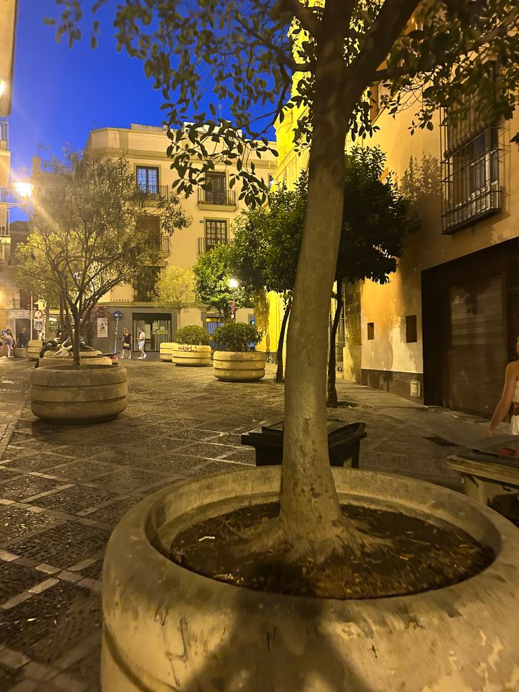 Seville Street planters