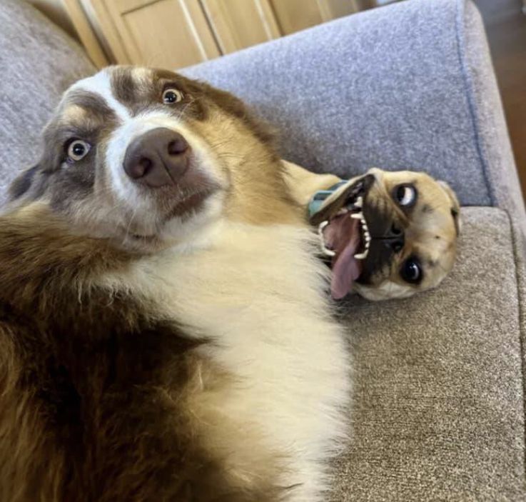 Ein verstört, erschrocken wirkender Hund, im Hintergrund ein kleinerer Hund, der eine schräge Grimasse zieht