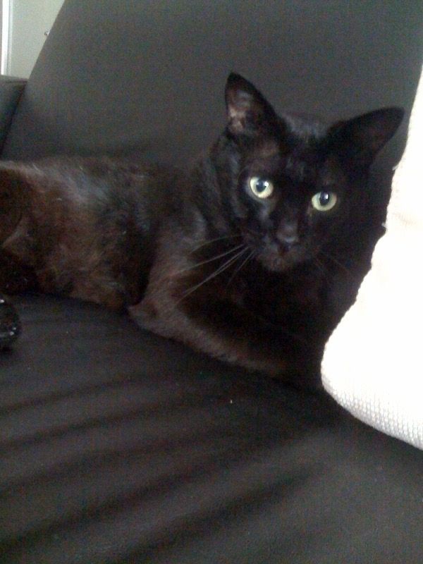 よくソファを占拠します