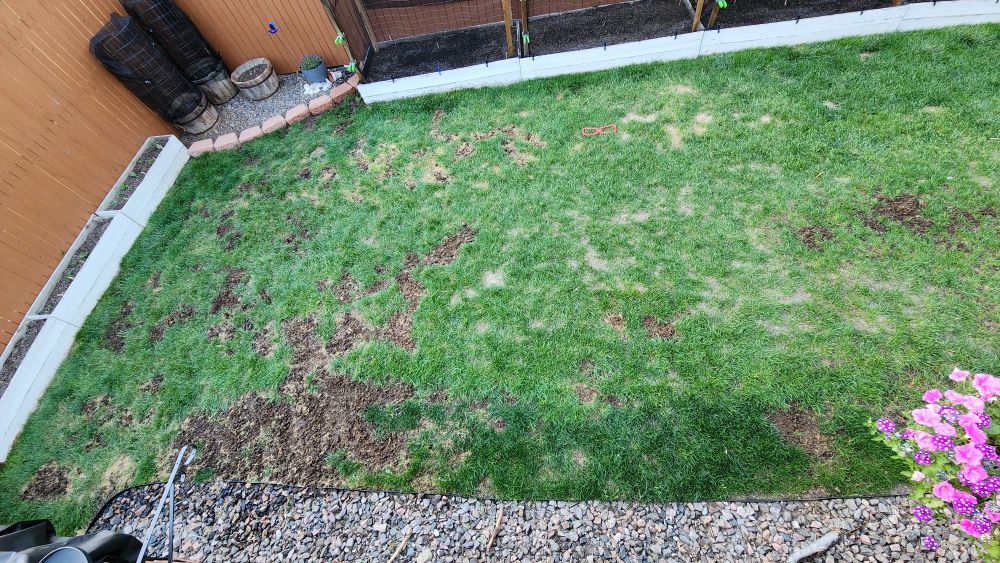 Backyard with large freshly seeded areas visible.
