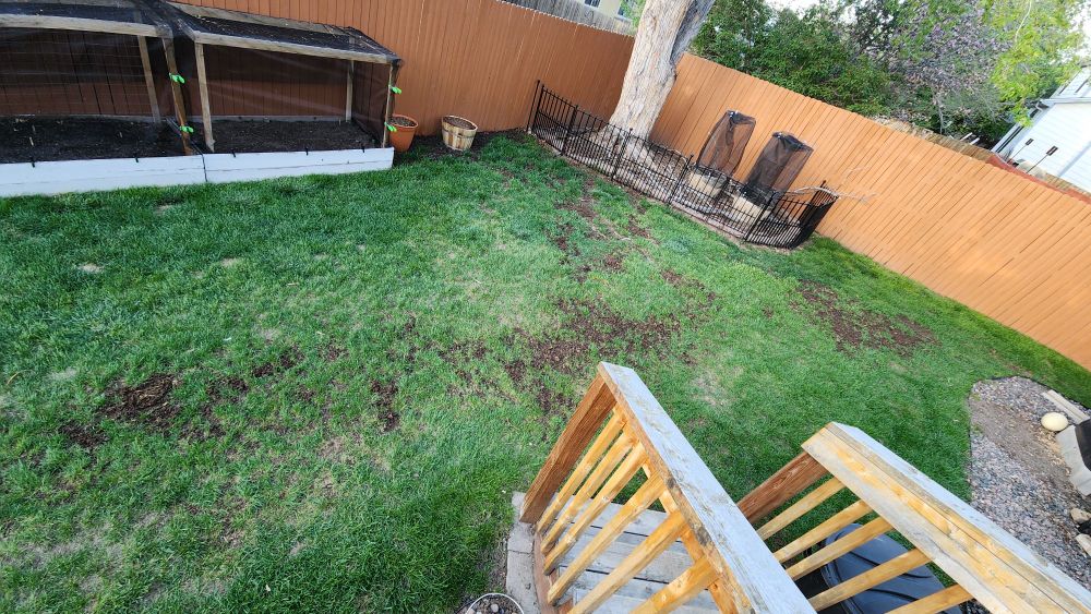 The other side of the backyard with large freshly seeded patches.