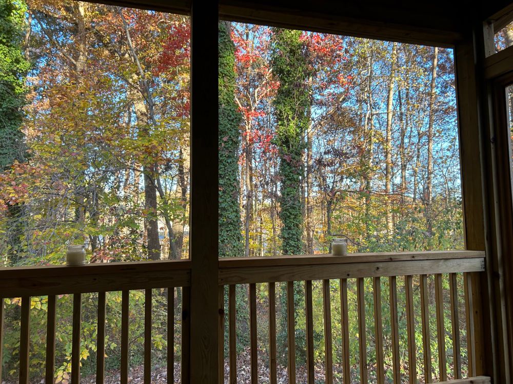 View of oak & pine trees from a screened in porch.