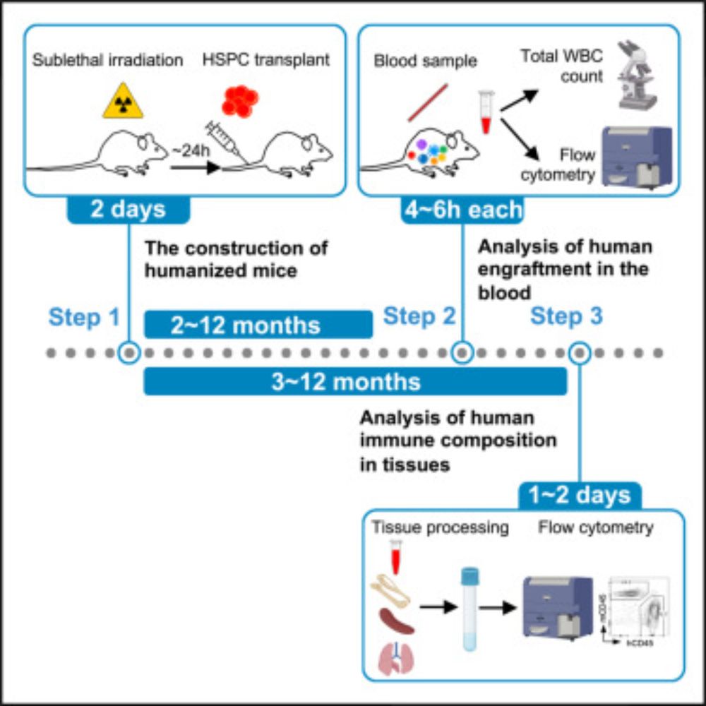 Protocol to construct humanized mice with adult CD34+ hematopoietic stem and progenitor cells