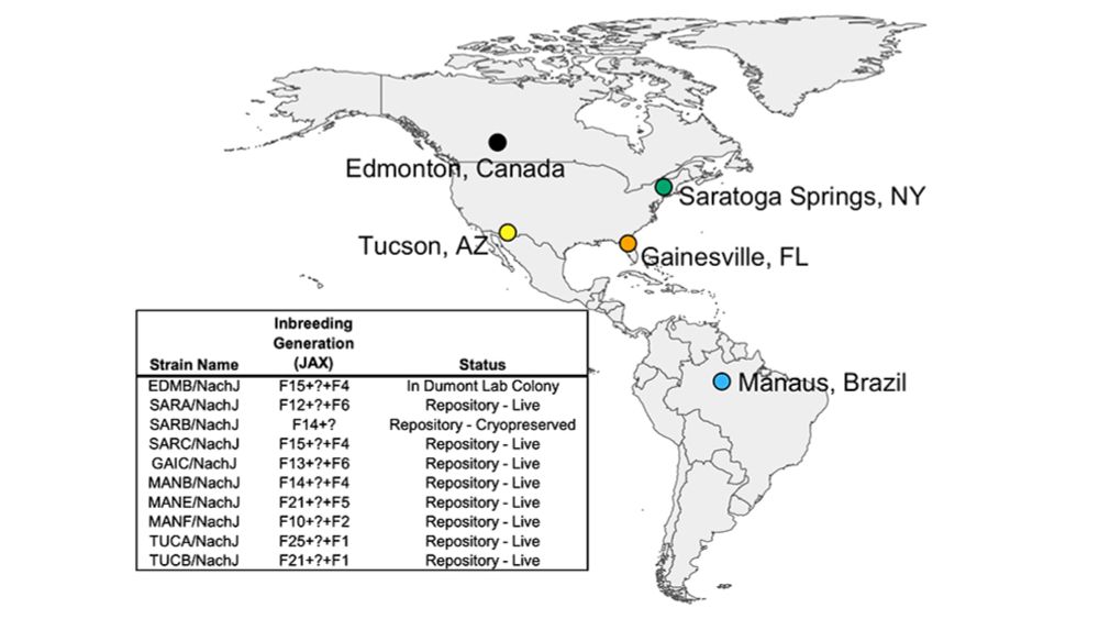 The Jackson Laboratory Creates Mice That Better Reflect Human Genetic Variation