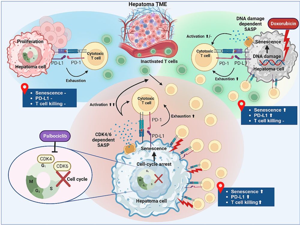 CDK4/6 inhibition enhances T-cell immunotherapy on hepatocellular carcinoma cells by rejuvenating immunogenicity - Cancer Cell International