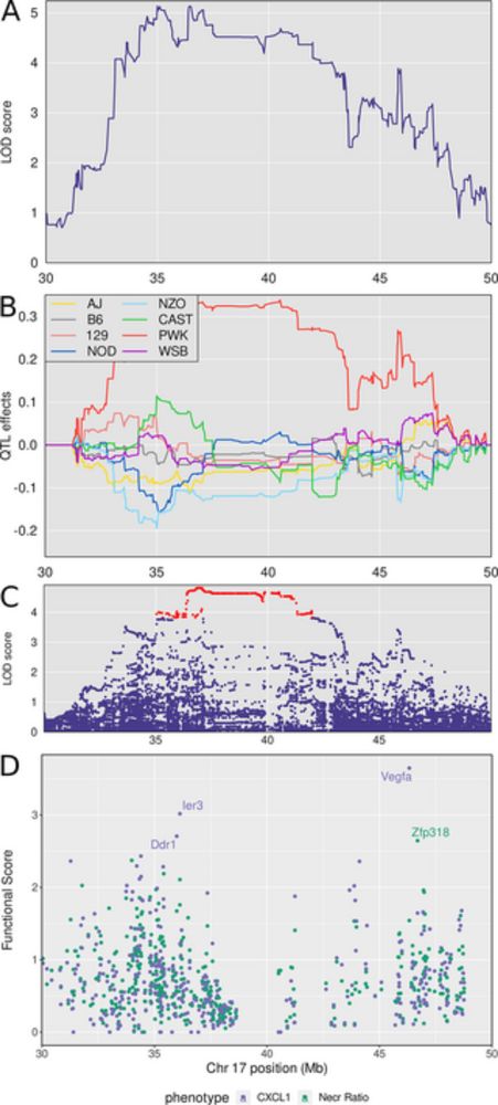 Systems genetics uncover new loci containing functional gene candidates in Mycobacterium tuberculosis-infected Diversity Outbred mice