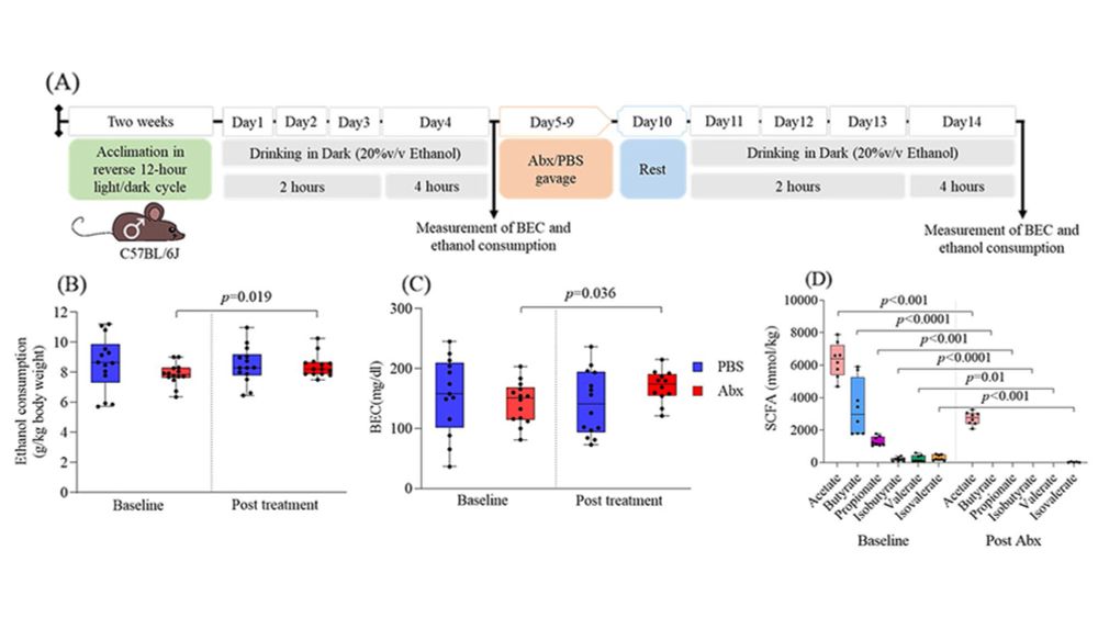 Study reveals potential therapeutic role of sodium valerate in reducing binge drinking