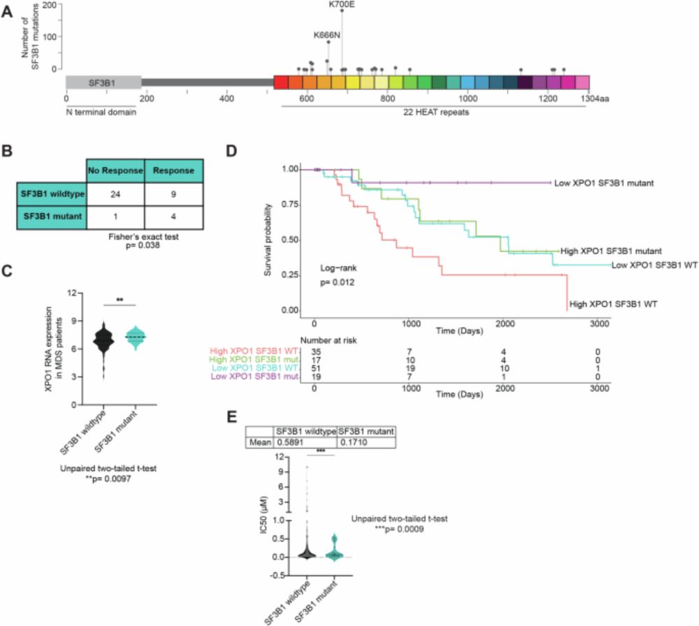 Altered RNA export by SF3B1 mutants confers sensitivity to nuclear export inhibition - Leukemia