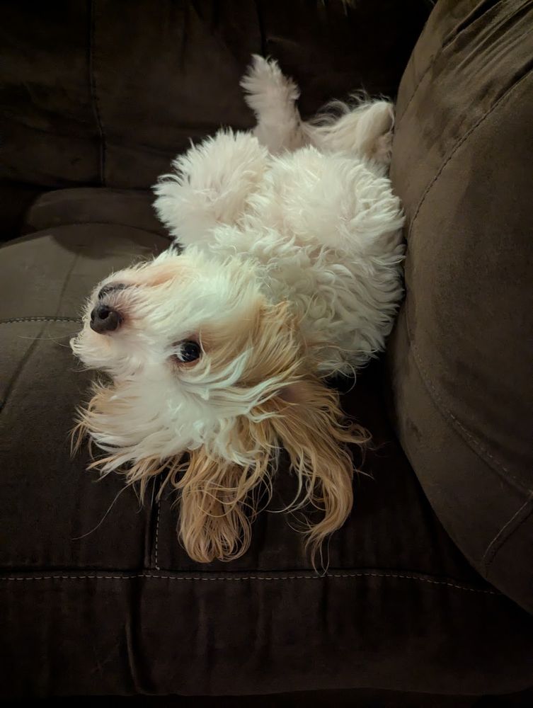 Roux, a white-and-brown maltese-terrier mix dog, lies on his back on a brown couch, looking inquisitively at the camera.