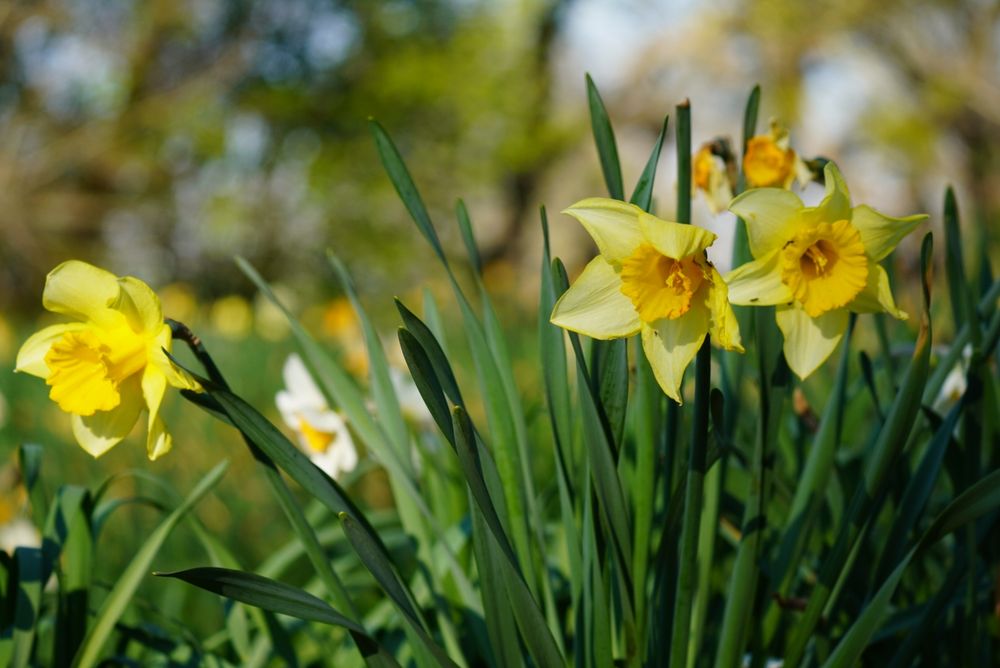 Daffodills