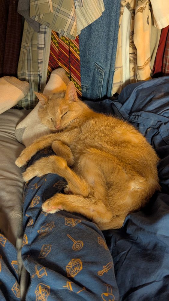 A large orange cat laying on a bed, curled around a person's leg.