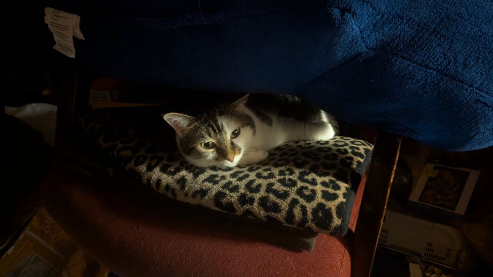 A cat with tabby stripes and white patches laying on a chair seat.
