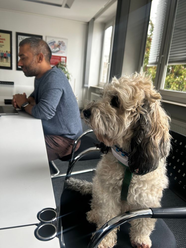 Büroumgebung, ein Hund sitzt auf einem Stuhl in einem Besprechungsraum neben einem Kollegen (menschlich)