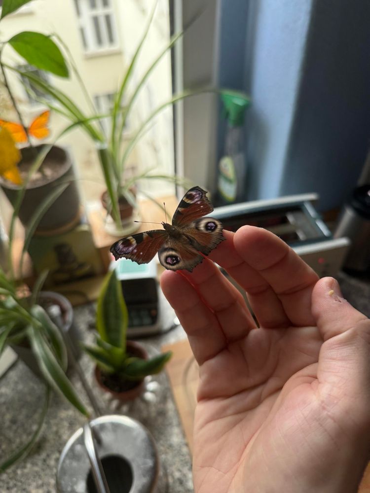 Auf einer Hand sitzt ein Schmetterling. Im Hintergrund sind unscharf verschiedene Grünpflanzen, ein Toaster, eine Dießkanne und ein Fenster zu erkennen.