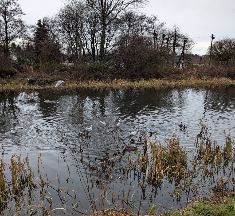 Birds feeding on the canal in Clydebank 