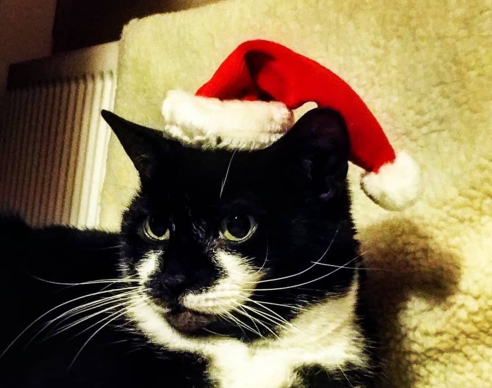 Noodles, a cat very much not in awe of a Santa hat