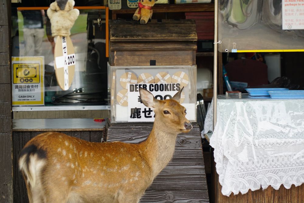 Shika deer in front of deer cracker shop, looking somewhat annoyed.