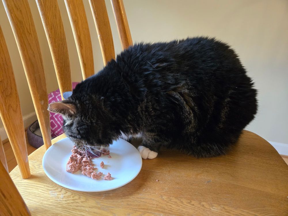 Gray tabby cat eats on top of a chair.
