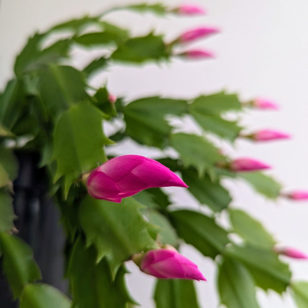 A Christmas cactus preparing to bloom