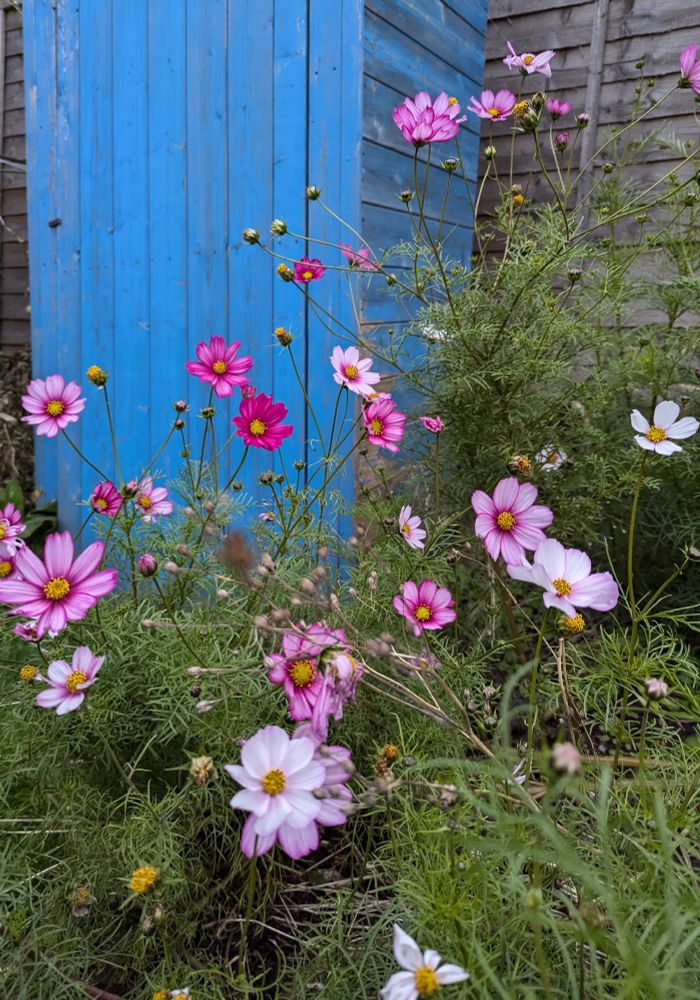 Pink cosmos in front of a blue shed