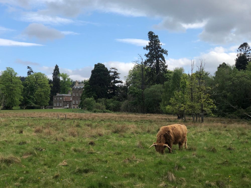 A highland cow grazing in a field with a stately home nestled behind some trees in the background 