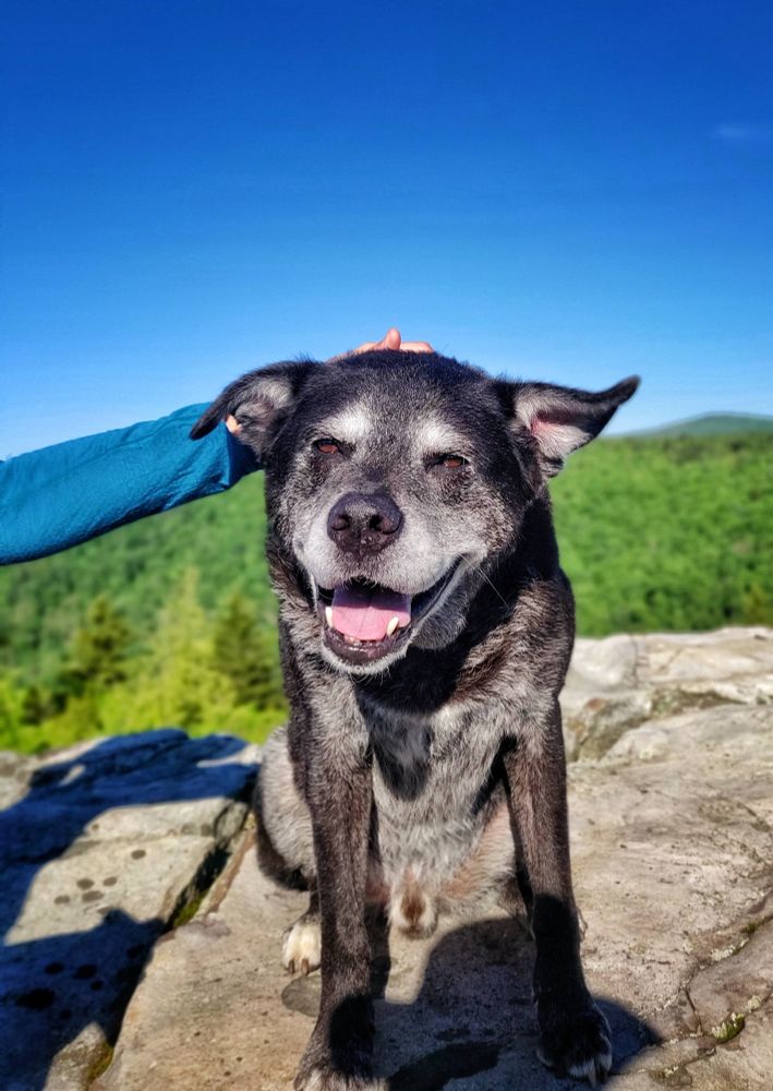 McGoo in Dolly Sods, enjoying some head scratches