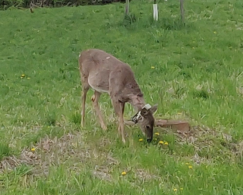 Deer with large tracking collar, with some kind of device on both the front and back.