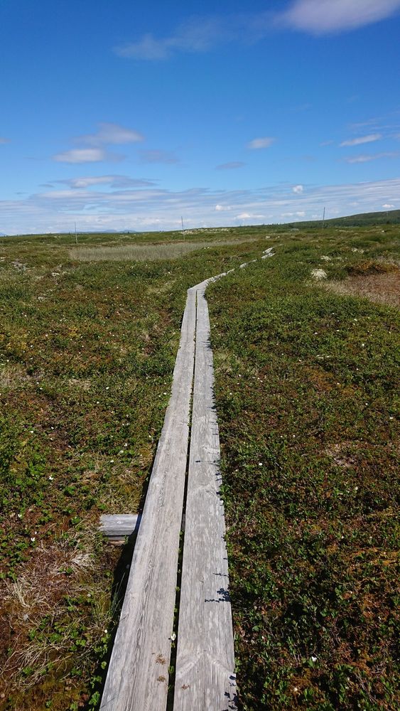Golsfjellet 