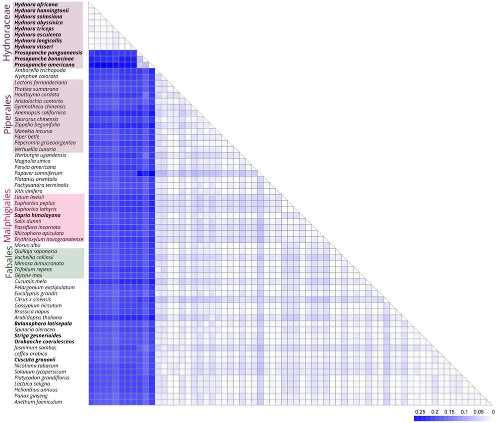 Genetic distances between Hydnoraceae 5S ribosomal DNAs and 56 other angiosperms, calculated using the Kimura-2-parameter model. The Hydnoraceae 5S genes differ strongly from all other analyzed plants.