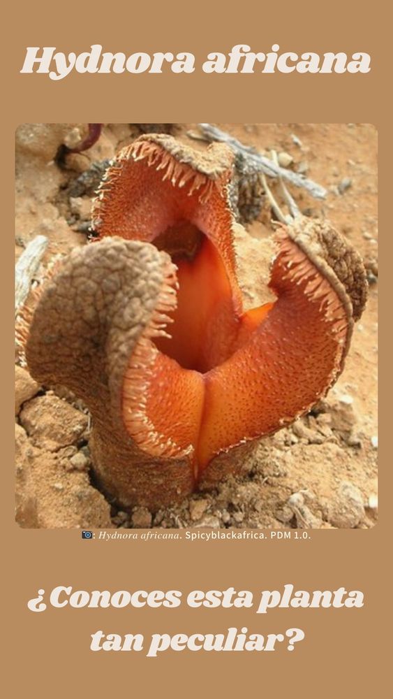 Hydnora africana.