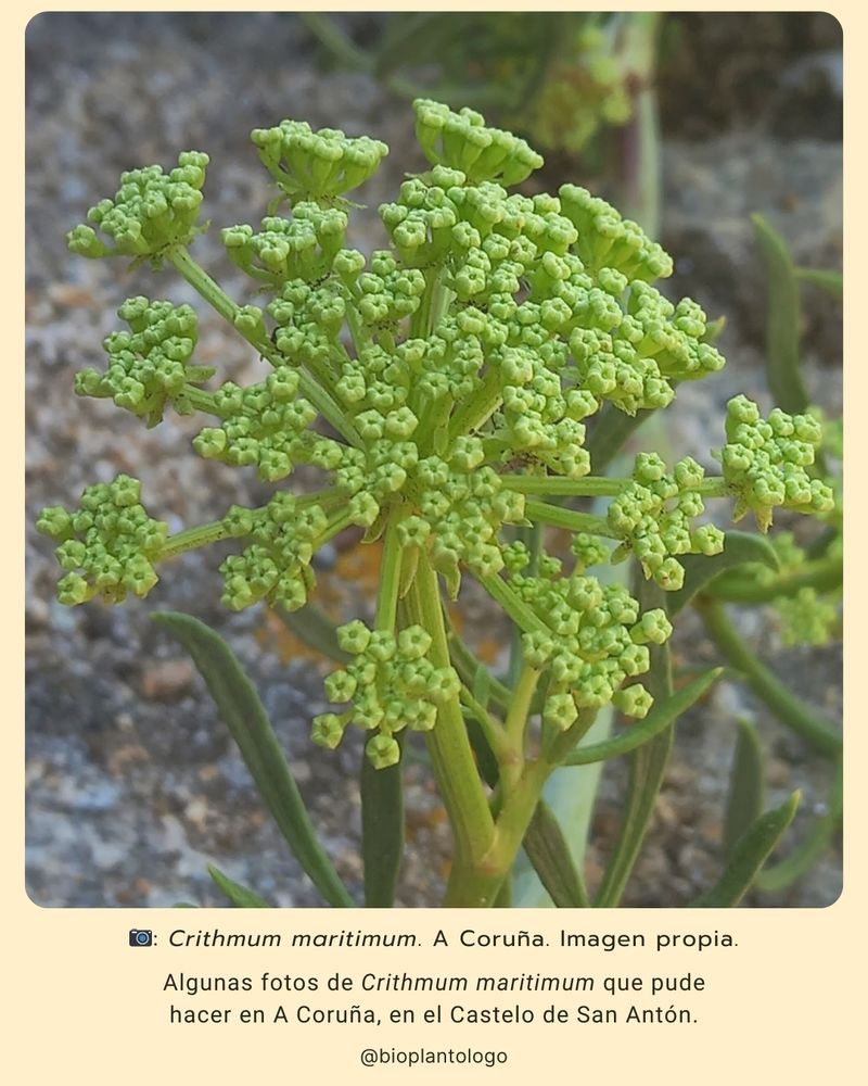 Fotos de Crithmum maritimum en A Coruña.