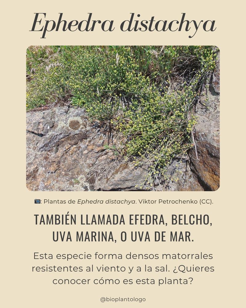 Presentación de la publicación sobre 𝐸𝑝ℎ𝑒𝑑𝑟𝑎 𝑑𝑖𝑠𝑡𝑎𝑐ℎ𝑦𝑎.