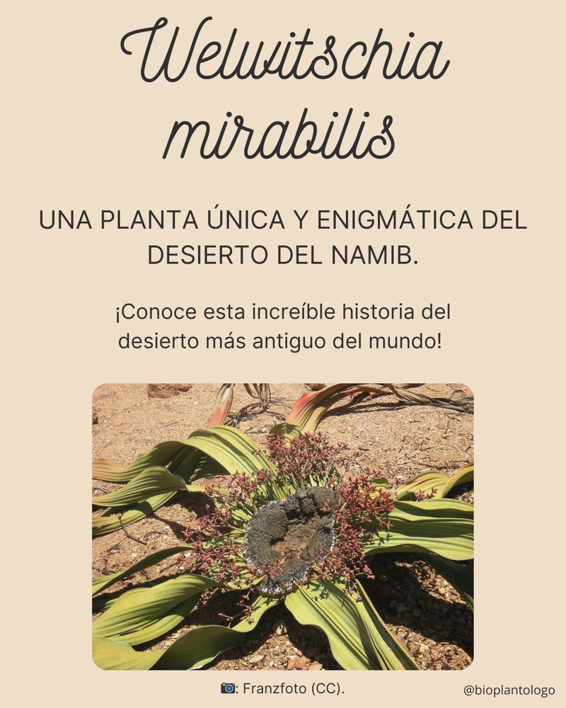 Presentación de la publicación sobre la Welwitschia mirabilis.