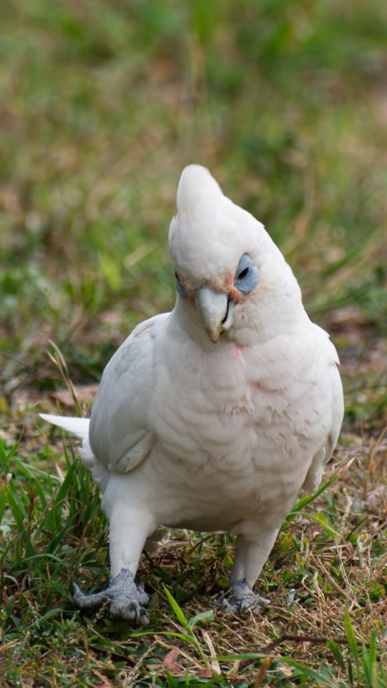 Little Corella