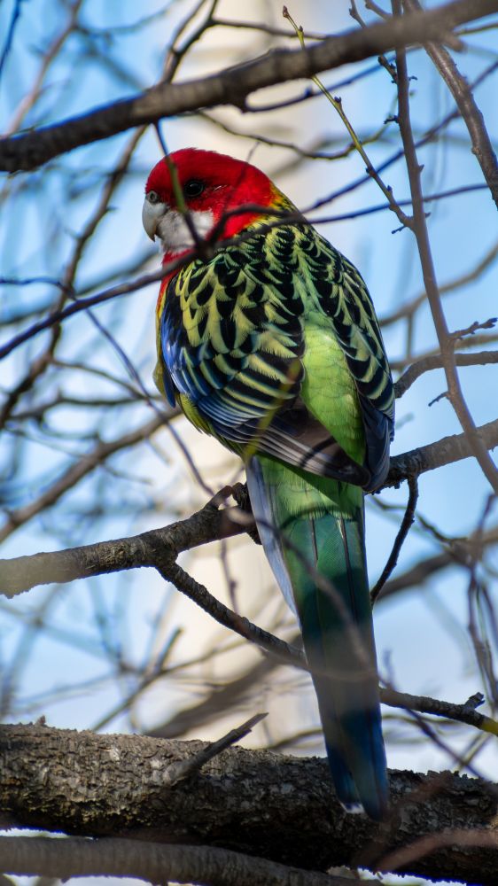 Eastern Rosella