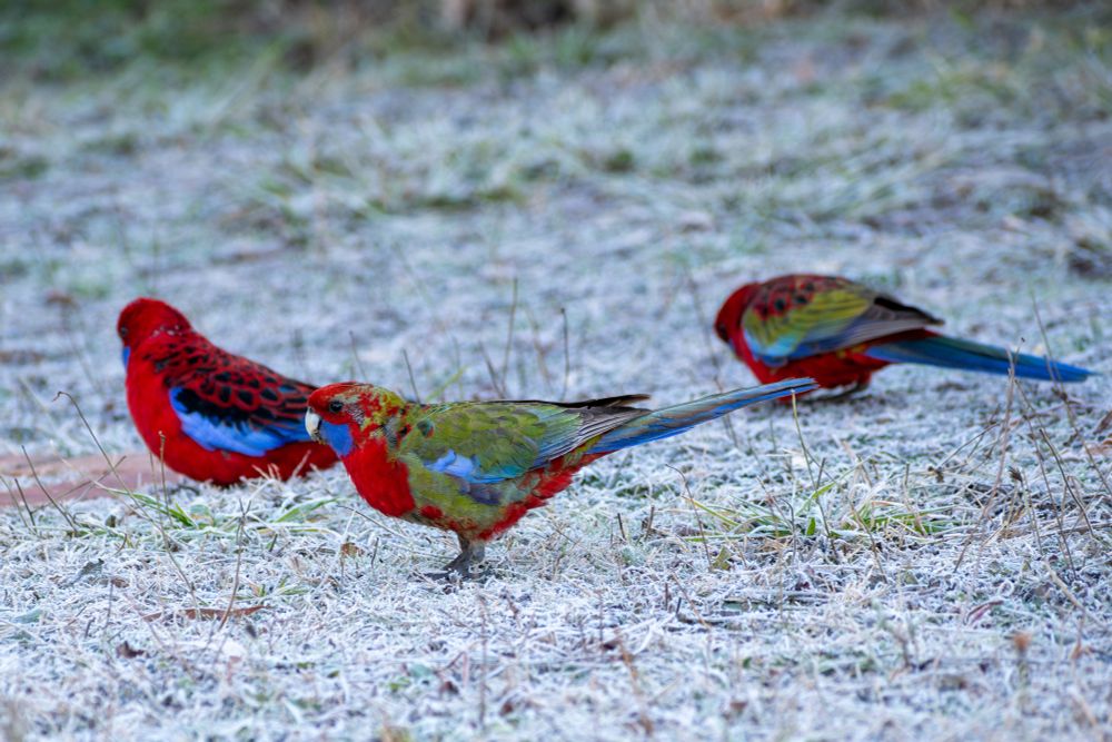 Hoppy foraging with two juvenile crimson rosellas.