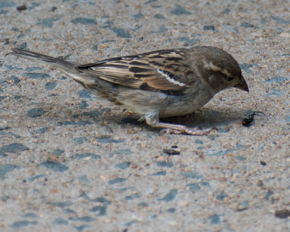 Female house sparrow eyeing down red back spider