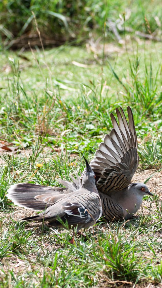 Crested Pidgeons