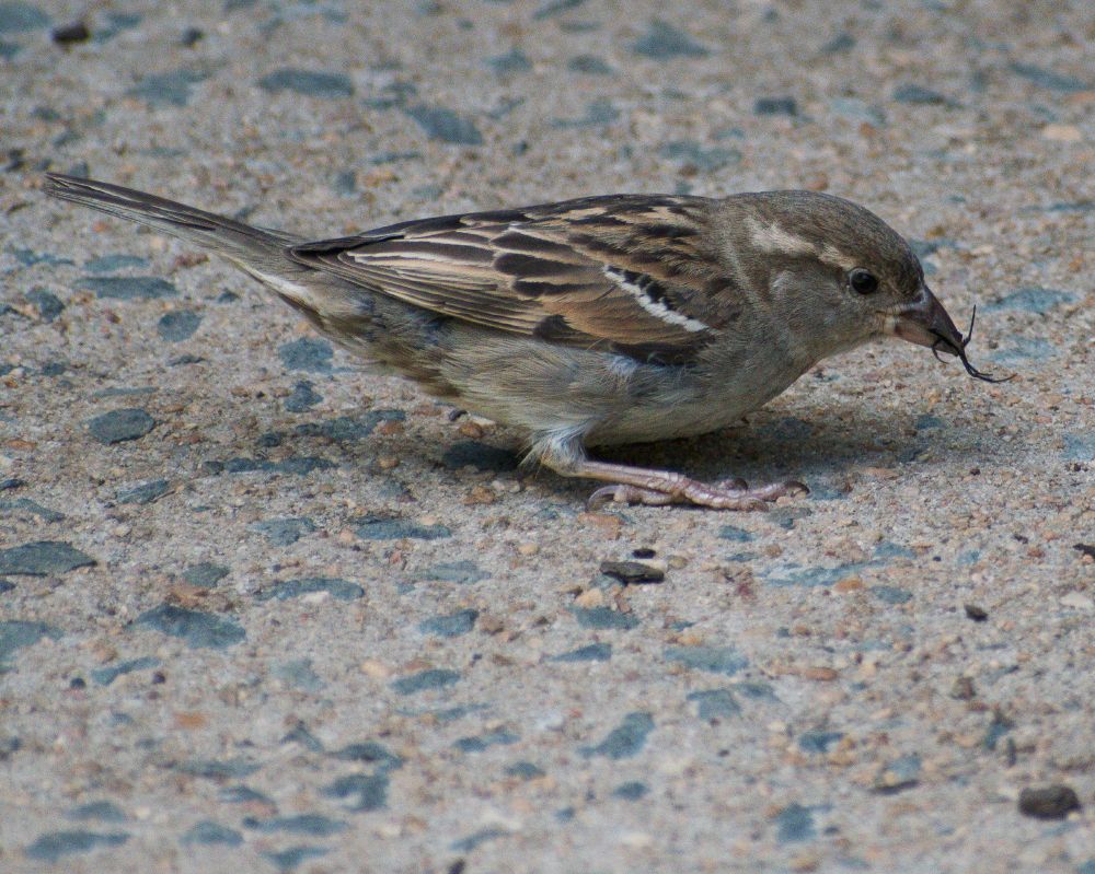 Female house sparrow devouring down red back spider