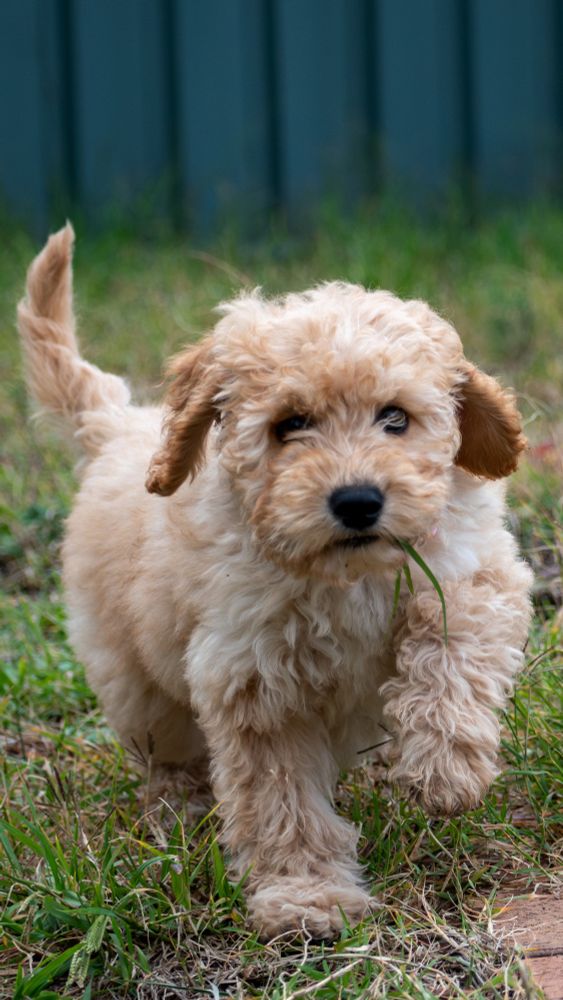 Maple the adorable groodle puppy