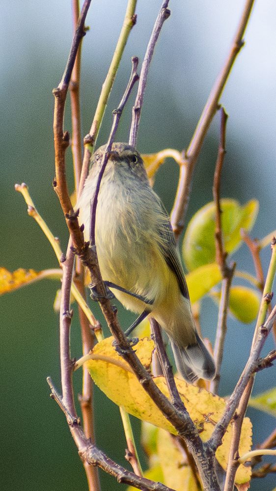 Weebill. Australia's smallest bird measuring at 8-9cms and 6grams.