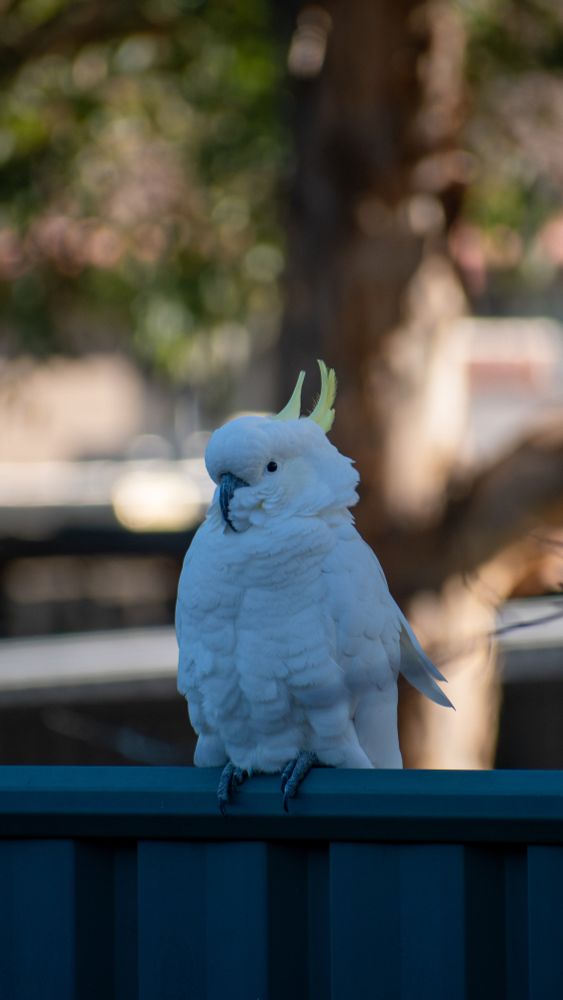 Wild sulphur crested cockatoo